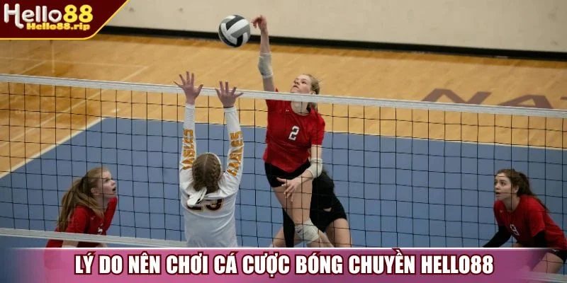 Lý do nên chơi cá cược bóng chuyền Hello88